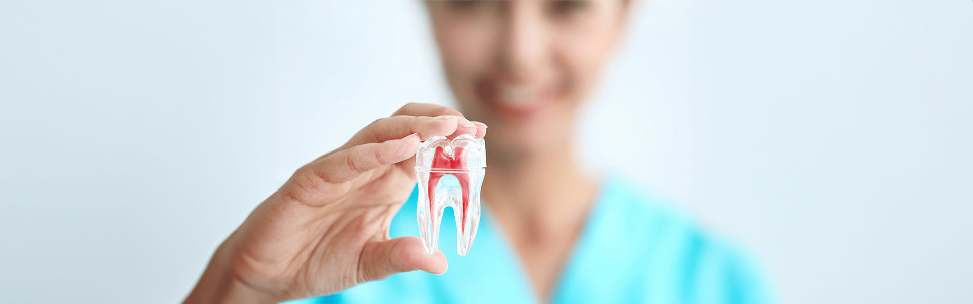 dentist hold a tooth model in her hand
